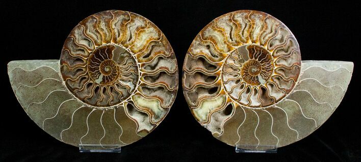 Huge Inch Wide Ammonite Pair #3308